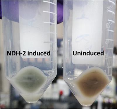 Purification and Characterization of NDH-2 Protein and Elucidating Its Role in Extracellular Electron Transport and Bioelectrogenic Activity